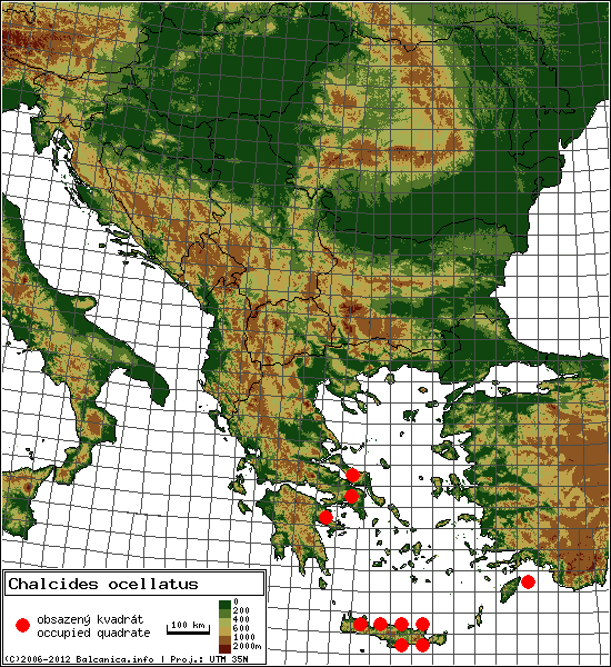 Chalcides ocellatus - mapa všech obsazených kvadrátů, UTM 50x50 km