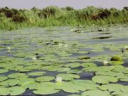delta Dunaje