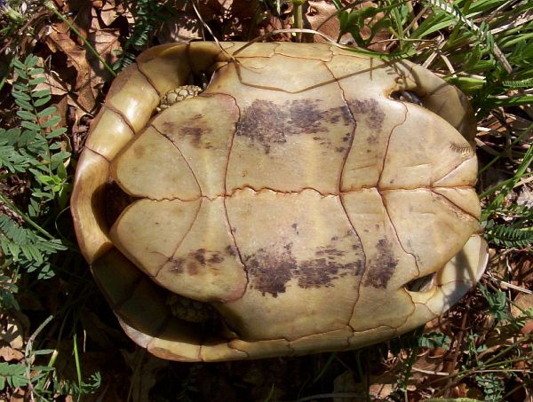 Testudo hermanni