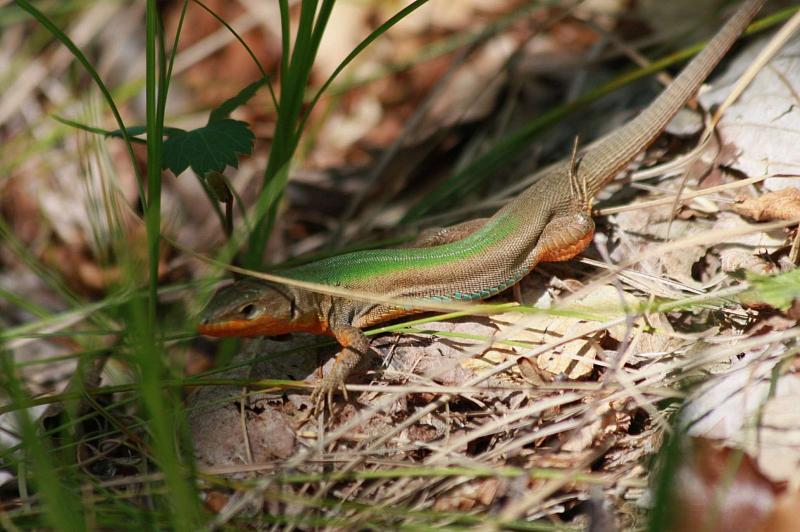 Podarcis melisellensis