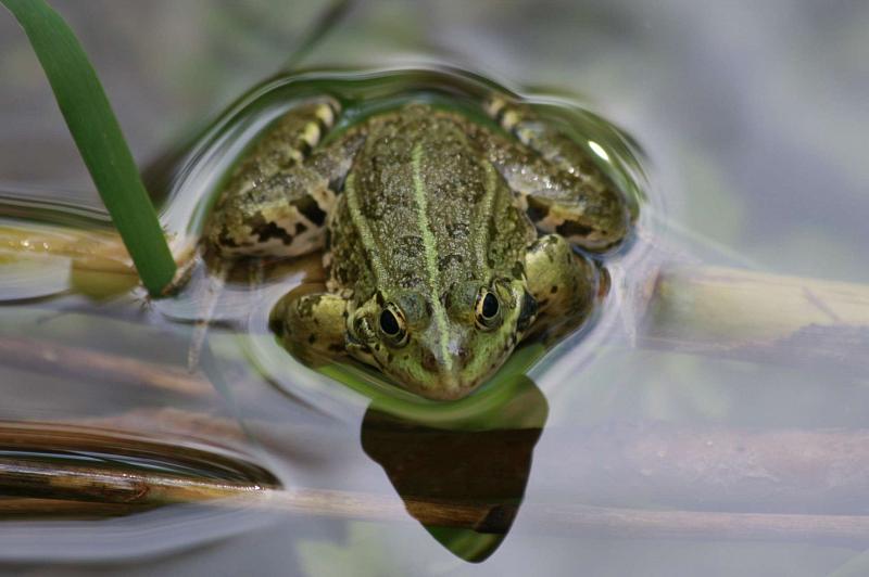 Pelophylax ridibundus