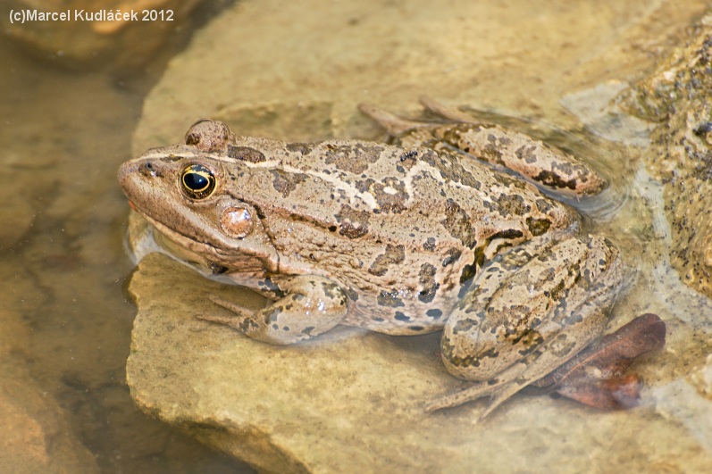 Pelophylax ridibundus