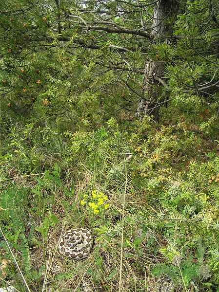 Vipera ammodytes