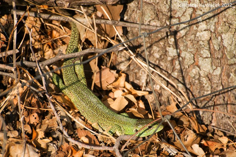 Lacerta trilineata