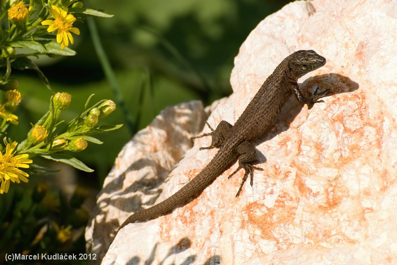 Algyroides nigropunctatus