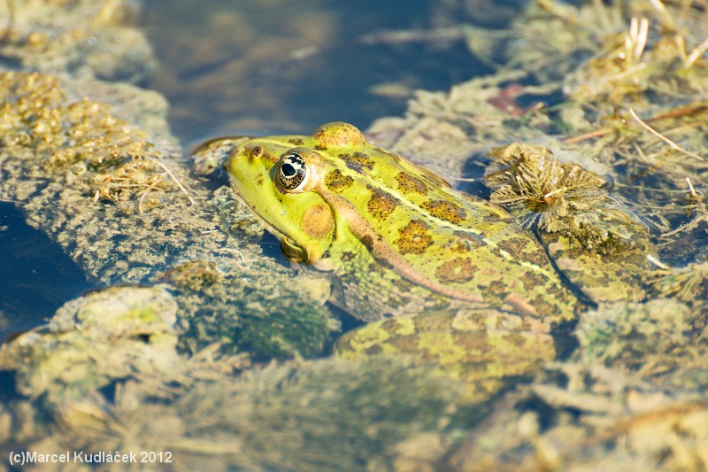 Pelophylax ridibundus