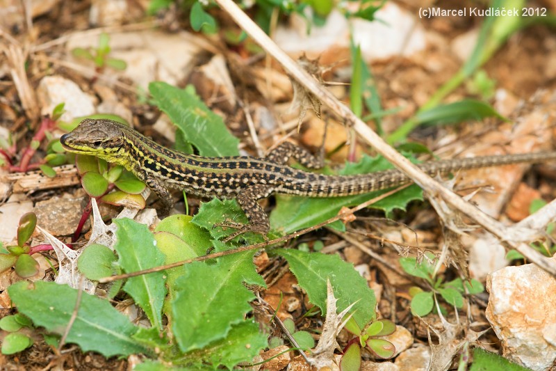 Podarcis siculus