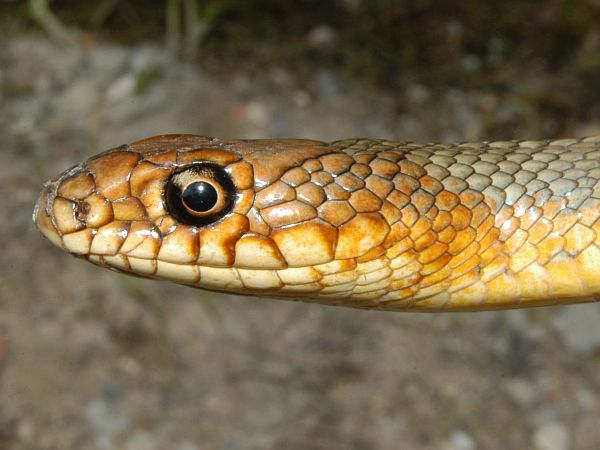 Dolichophis caspius