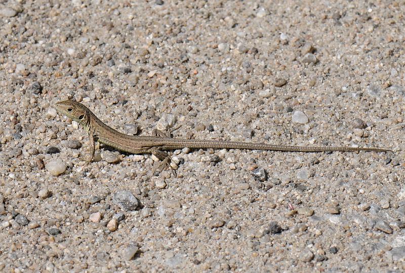 Lacerta viridis