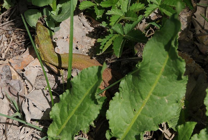 Lacerta viridis