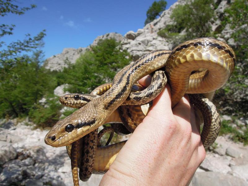 Exkluzivní srovnávací foto mladé a dospělé Elaphe quatuorlineata