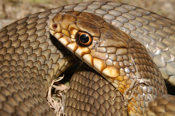 Dolichophis caspius