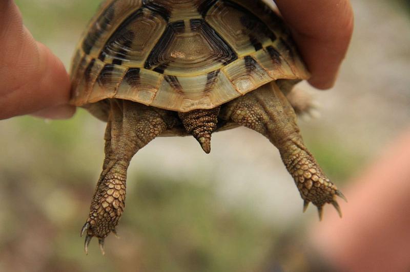 Na této Testudo hermanni, byť ještě mladé, si můžeme prohlédnout záludnost rozlišovacích znaků – na stehnech žádné šupinovité ostruhy, trn na konci ocasu, avšak nadocasní štítek má vyjímečně nedělený