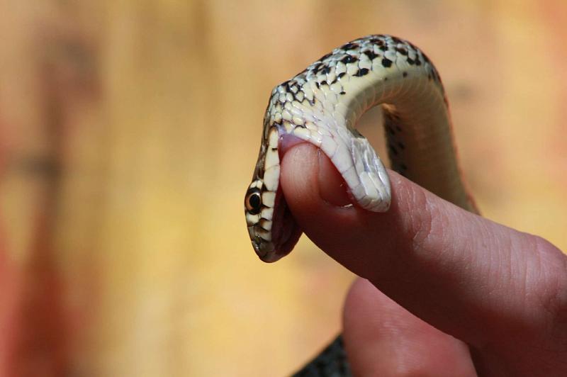 Hierophis gemonensis sice nepatří mezi „lidožravé“ hady, nikdo však nemůže vyloučit, že se k nim někdy v budoucnu v důsledku evoluce nepřiřadí : )