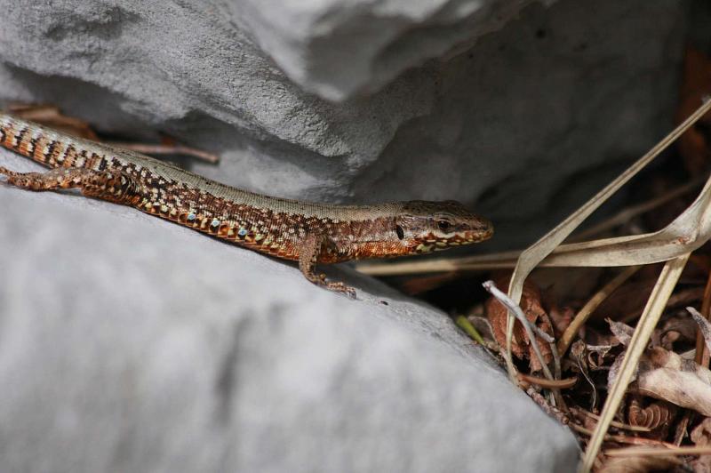 Nejhojnějším plazem při přechodu Velebitu byla Podarcis muralis