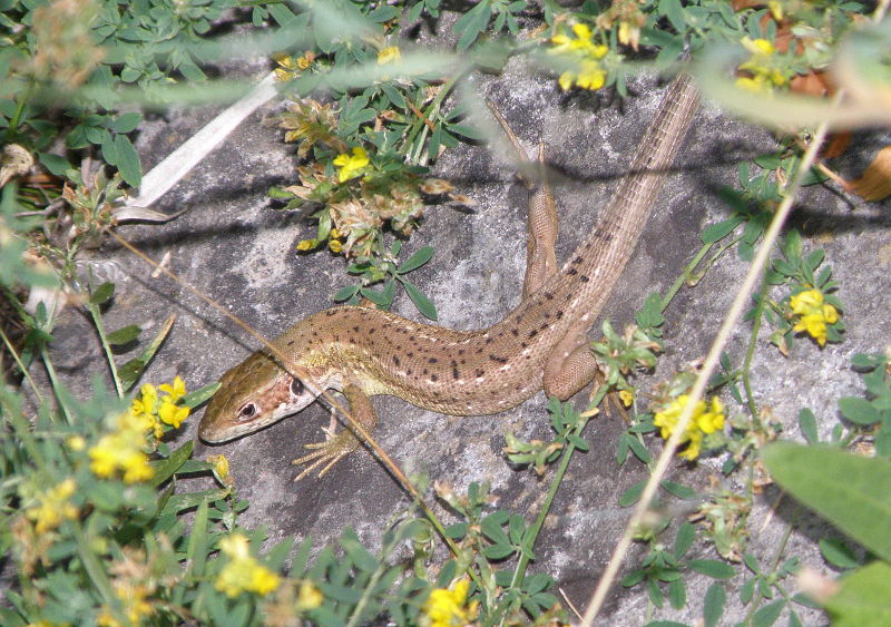 Lacerta viridis