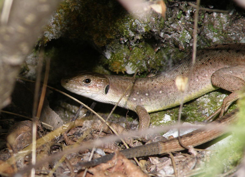 Lacerta viridis