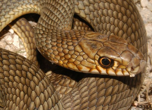 Dolichophis caspius