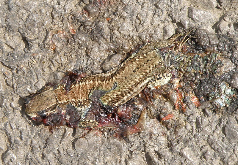 Podarcis muralis