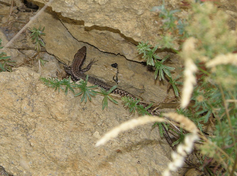 Podarcis muralis