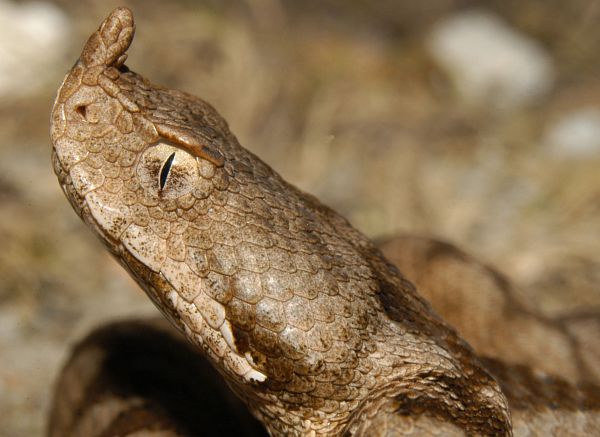 Vipera ammodytes