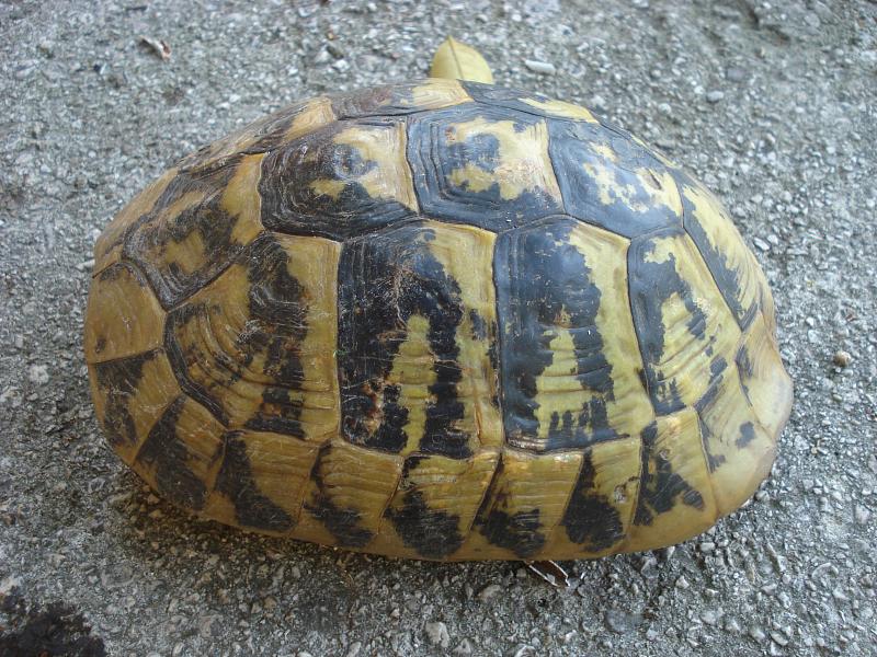 Testudo hermanni