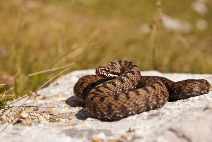 Vipera berus