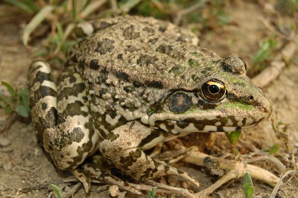 Pelophylax ridibundus