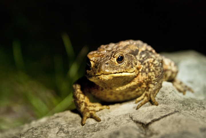 Bufo bufo