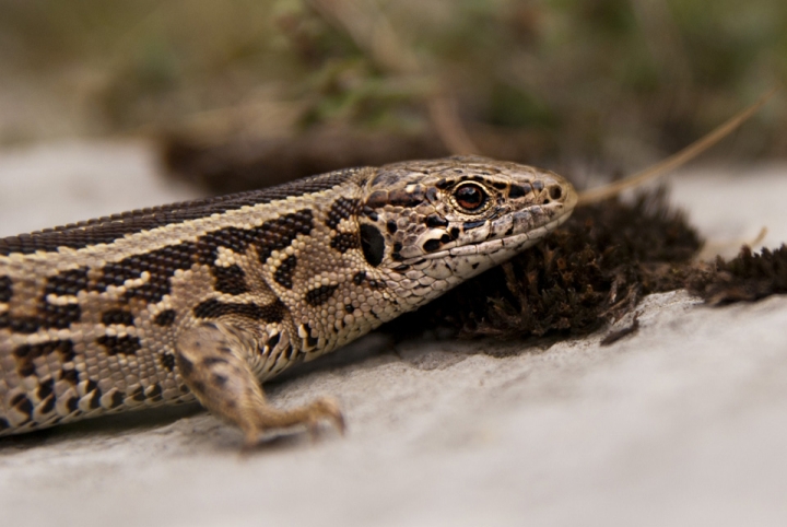 Lacerta agilis