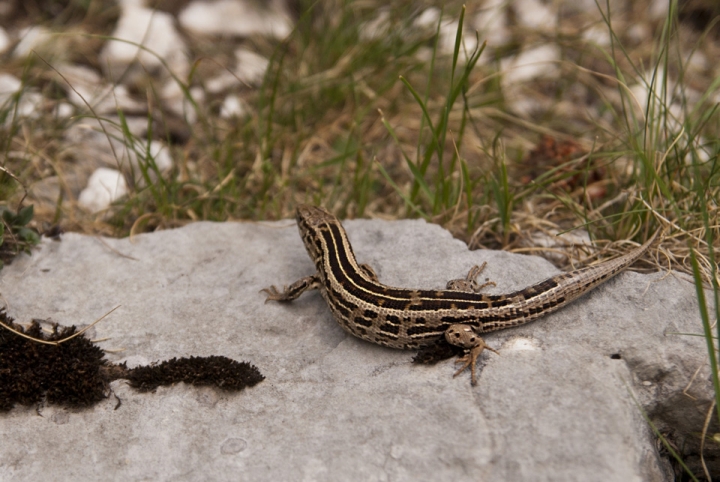 Lacerta agilis