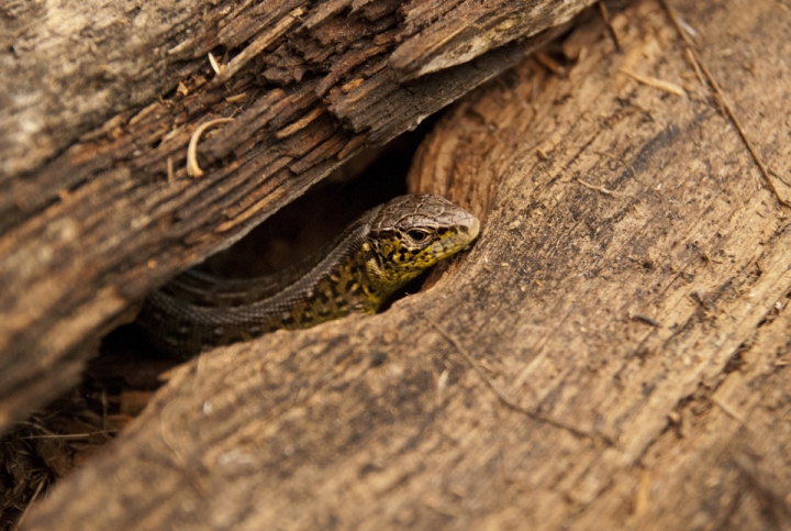 Lacerta agilis