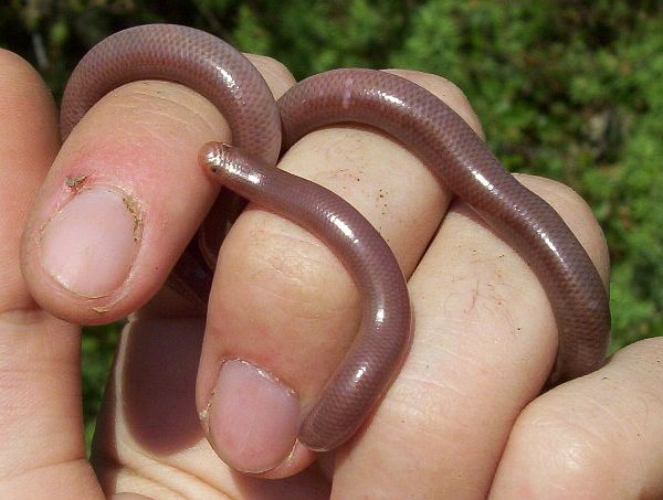 Typhlops vermicularis