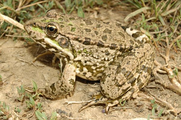 Pelophylax ridibundus