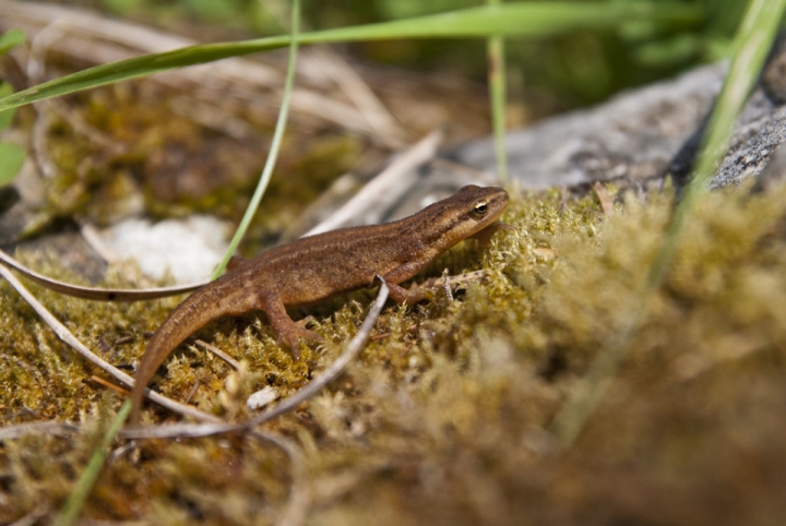 Lissotriton vulgaris