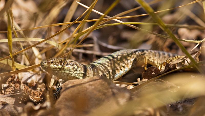 Podarcis siculus