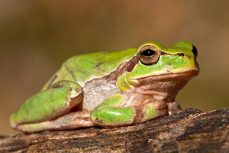 Hyla arborea