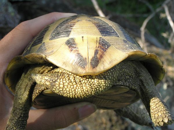 Testudo hermanni