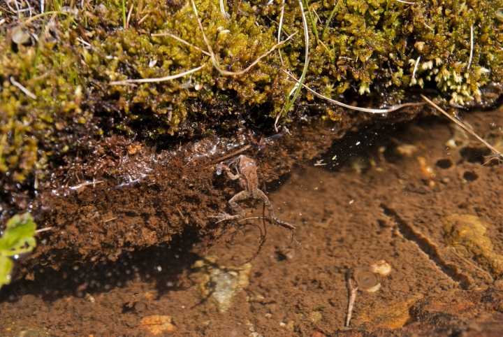 Rana temporaria