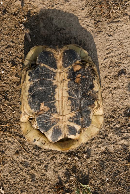 Testudo hermanni