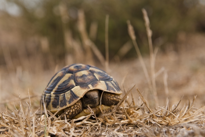 Testudo hermanni