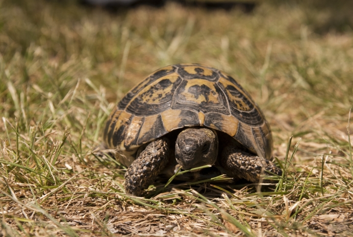 Testudo hermanni