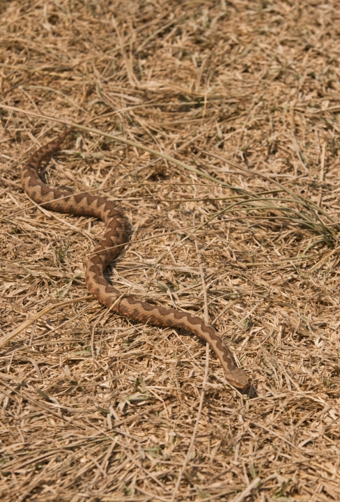 Vipera ammodytes