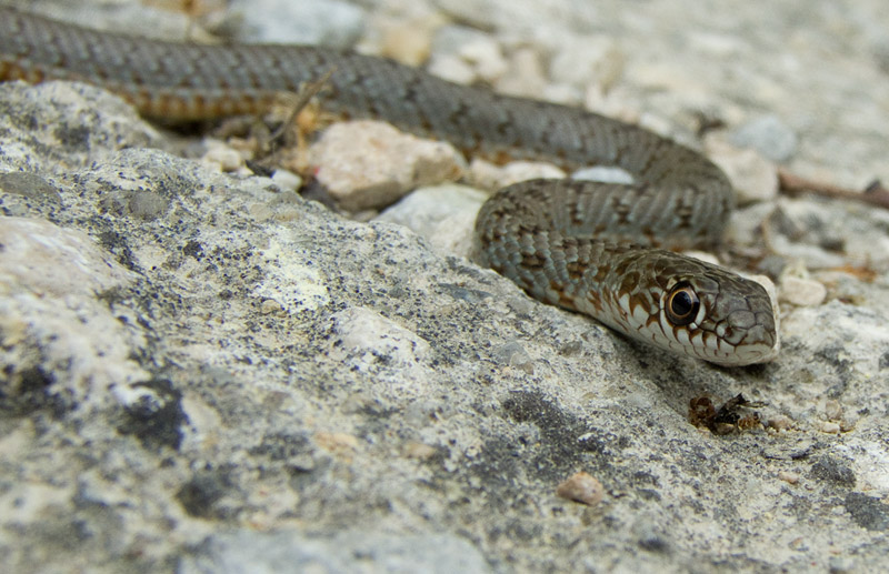 Dolichophis caspius