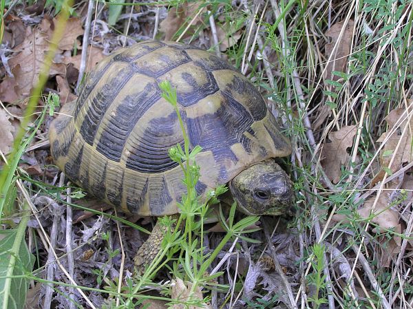 Testudo hermanni