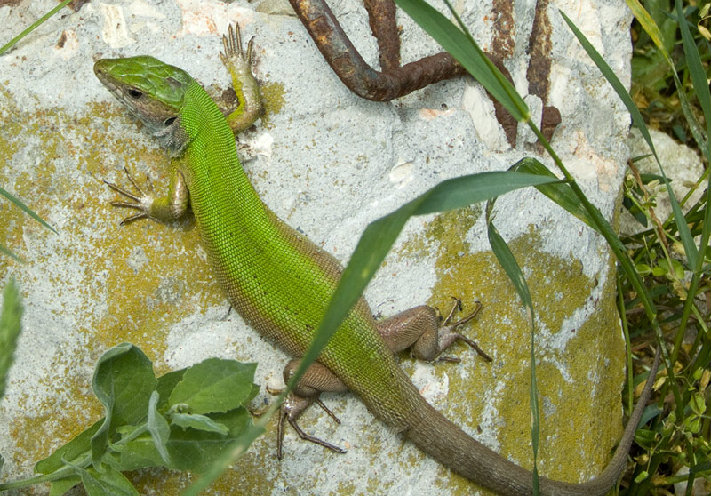 Lacerta viridis