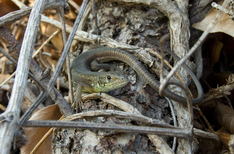 Lacerta viridis