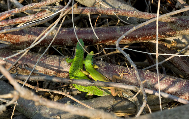 Lacerta viridis