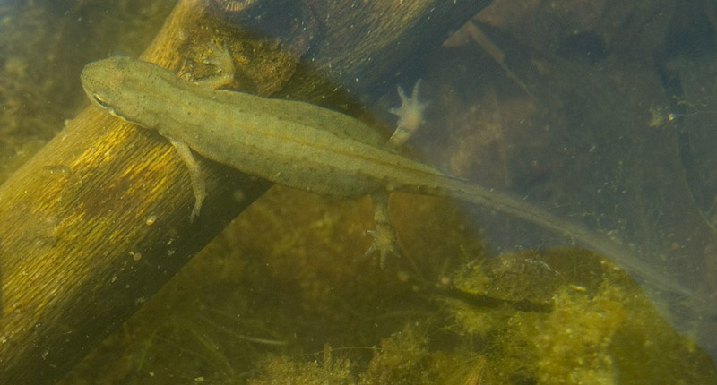 Lissotriton vulgaris