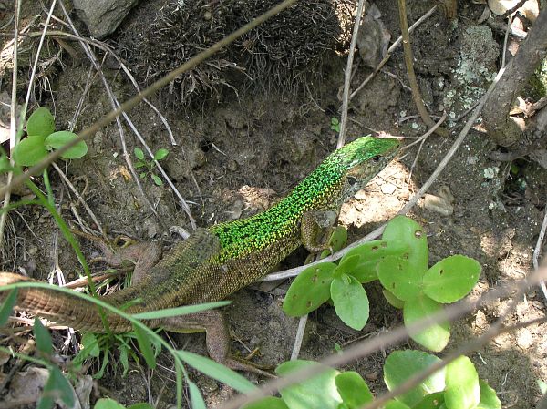 Lacerta viridis